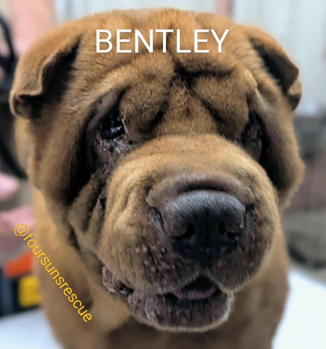Enlarge BENTLEY, a Adoptable Shar-Pei in Wilmington, NC image 1/4