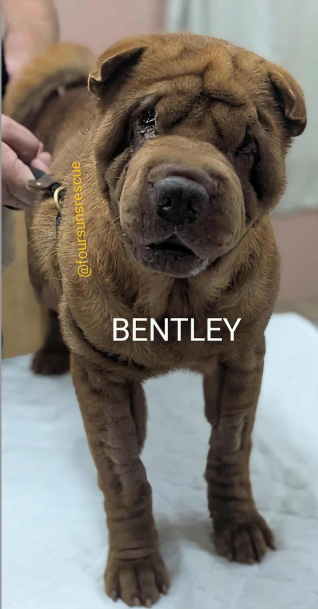 Enlarge BENTLEY, a Adoptable Shar-Pei in Wilmington, NC image 2/4