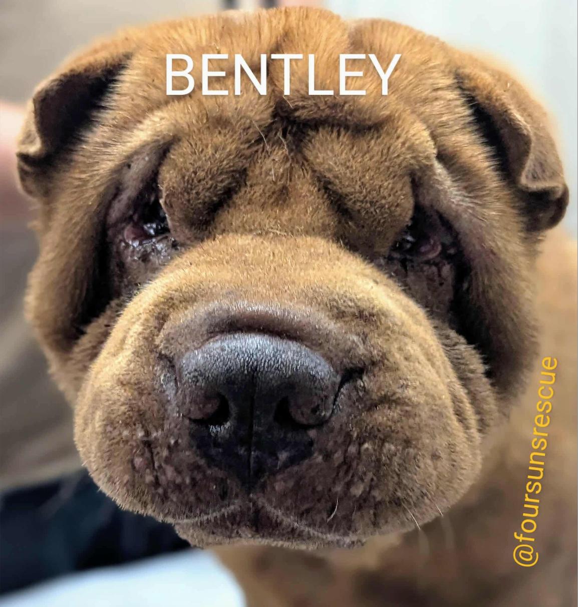 Enlarge BENTLEY, a Adoptable Shar-Pei in Wilmington, NC image 3/4