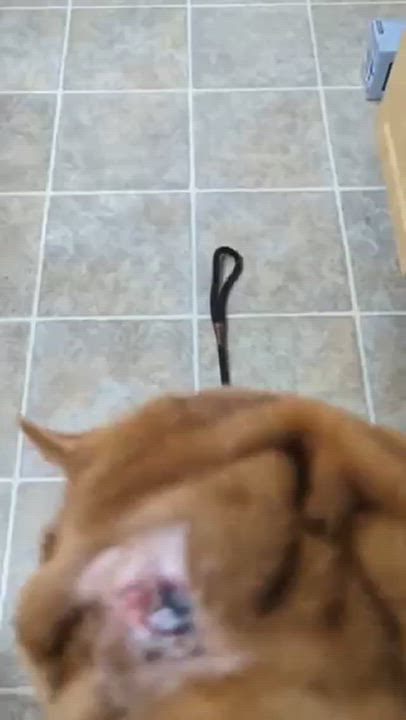 Enlarge BENTLEY, a Adoptable Shar-Pei in Wilmington, NC video 4/4