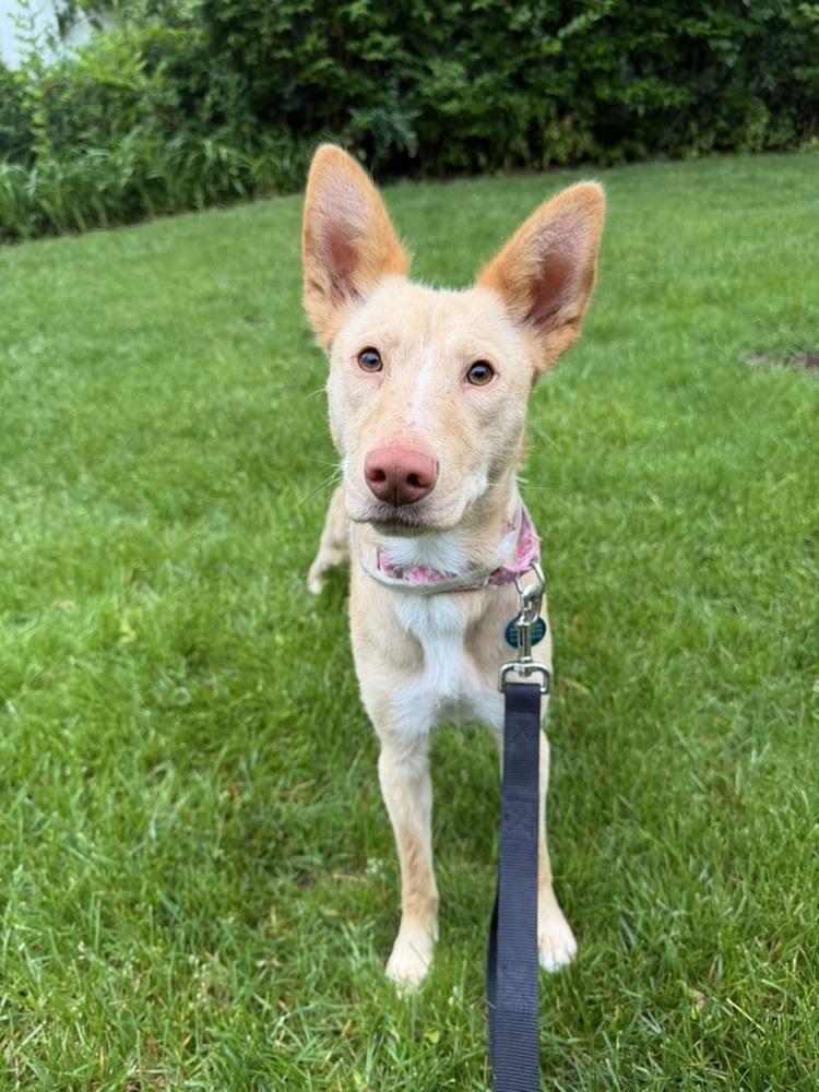 Enlarge Aubrey, a Adoptable mixed breed in Manhattan, NY image 1/3