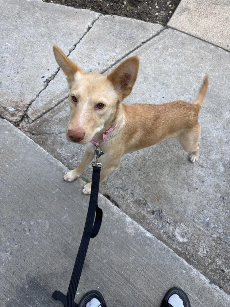 Enlarge Aubrey, a Adoptable mixed breed in Manhattan, NY image 2/3