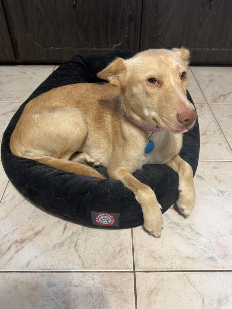 Enlarge Aubrey, a Adoptable mixed breed in Manhattan, NY image 3/3
