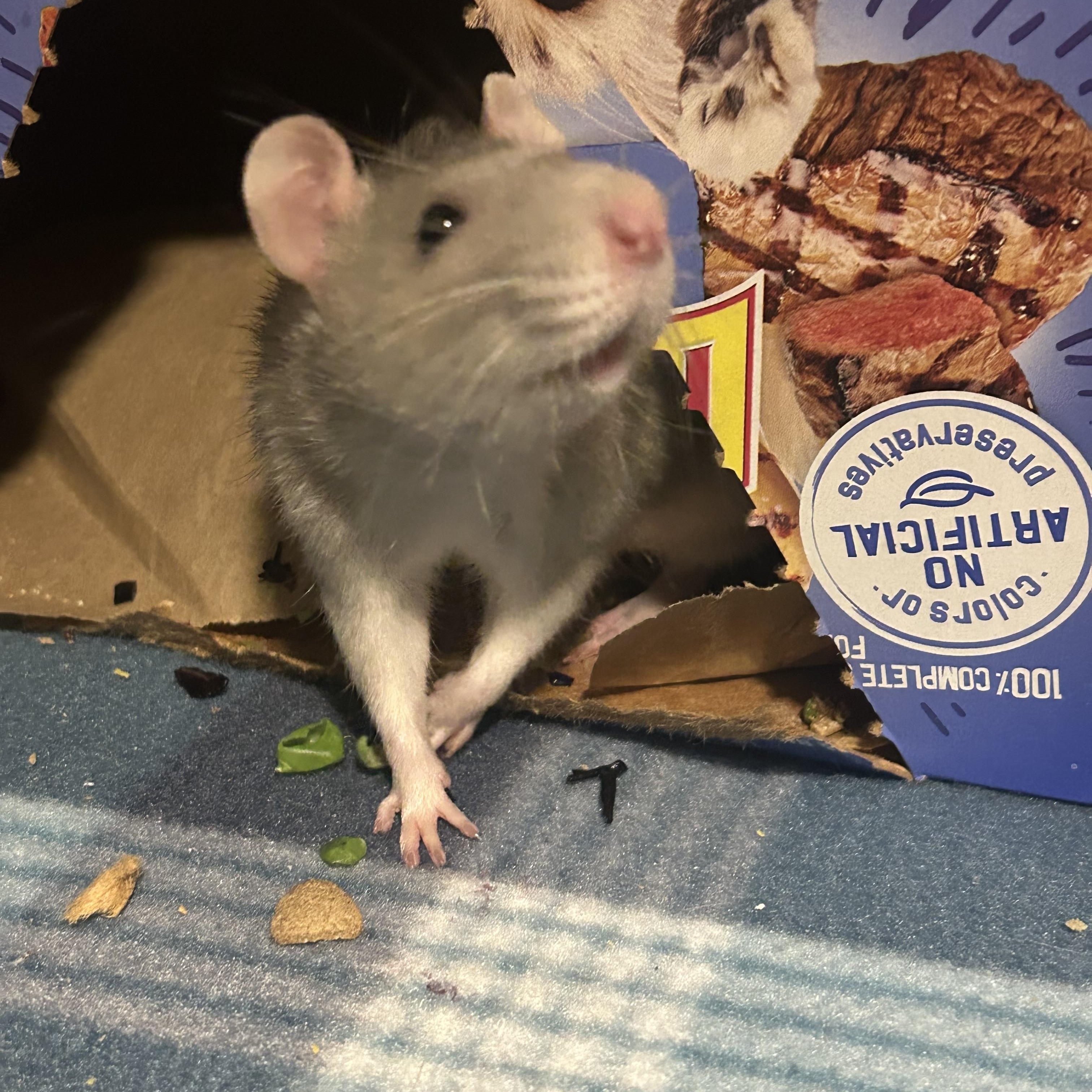 Enlarge Honey, a ADOPTABLE Rat in Scottsdale, AZ image 4/4