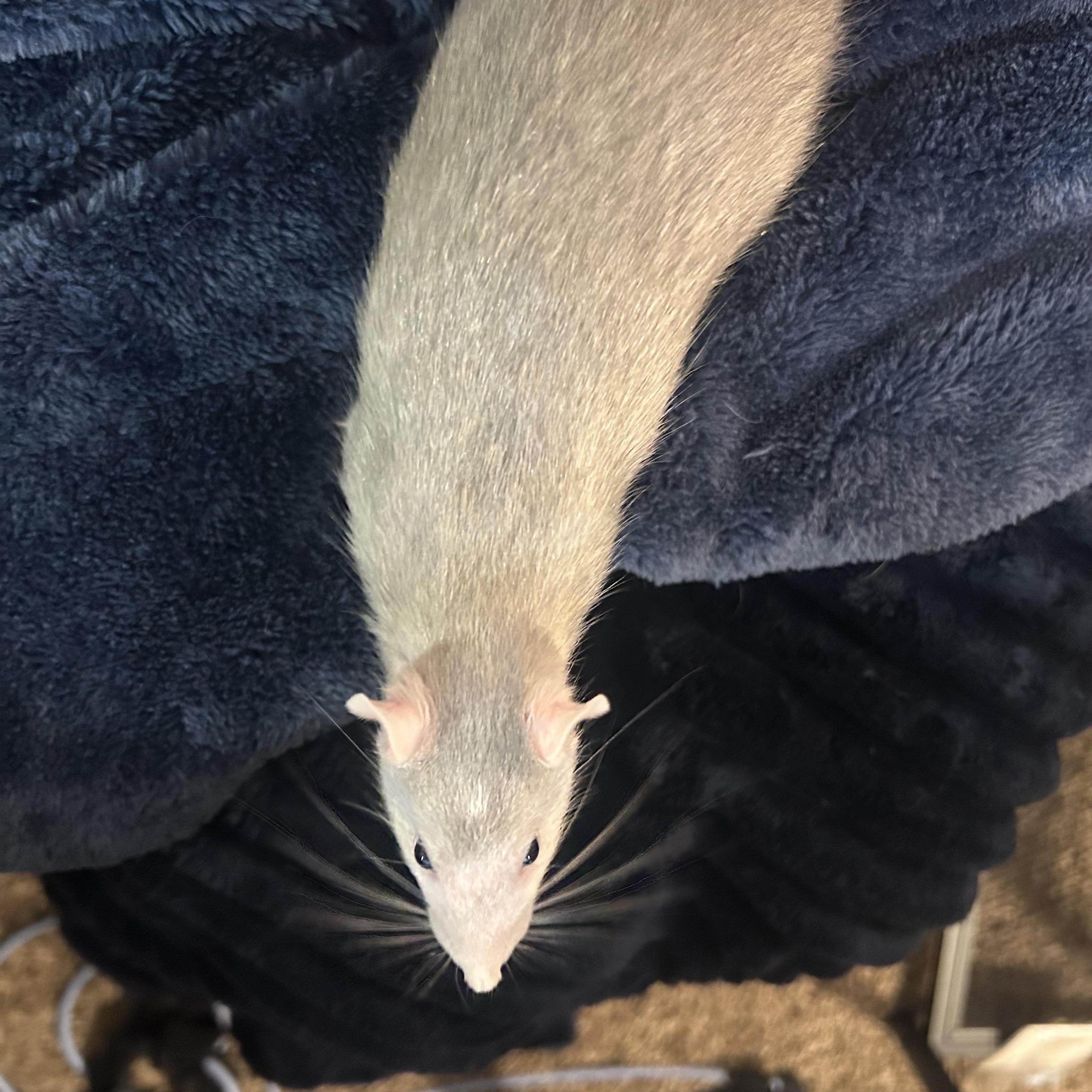 Enlarge Honey, a ADOPTABLE Rat in Scottsdale, AZ image 2/4
