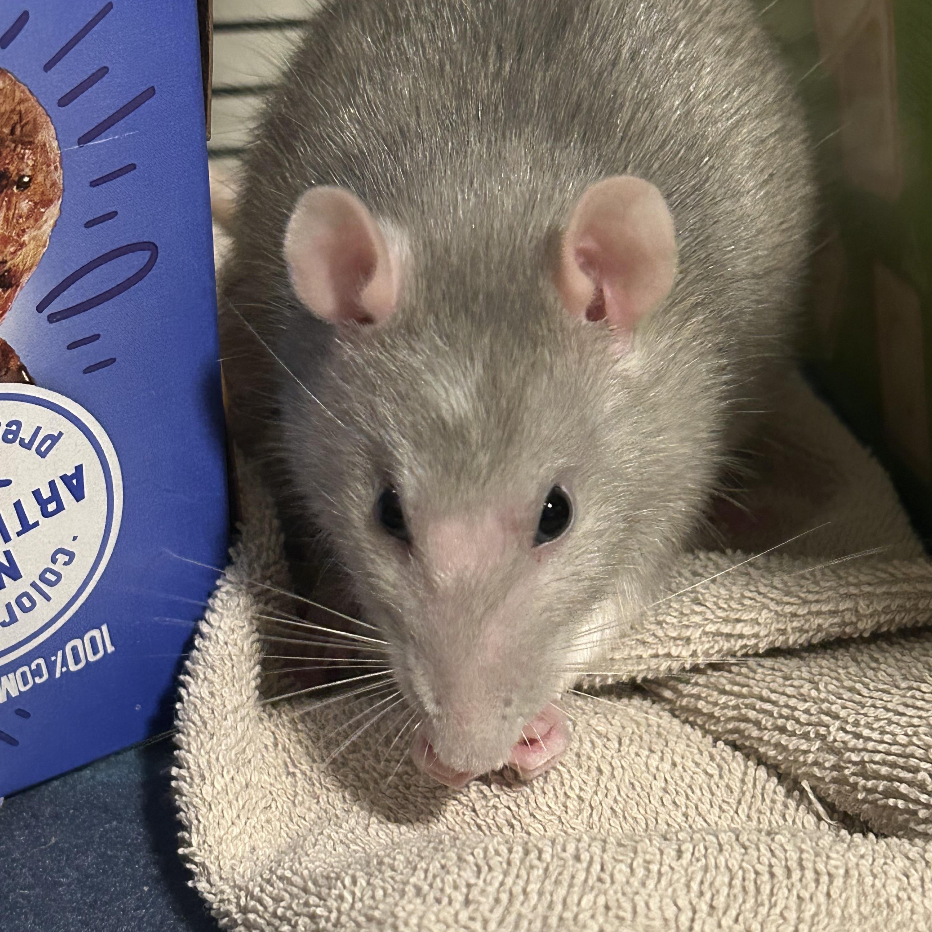 Enlarge Honey, a ADOPTABLE Rat in Scottsdale, AZ image 1/4