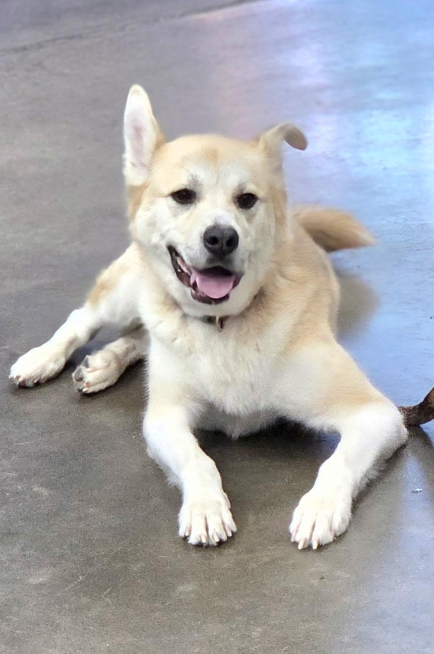 Nala, Adoptable, Adult Female Husky & Pit Bull Terrier.