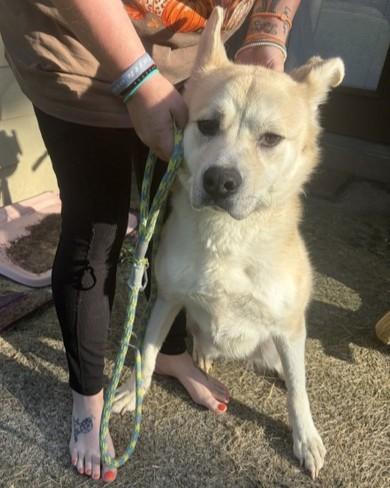 Enlarge Nala, a ADOPTABLE mixed breed in Kellogg, ID image 2/2