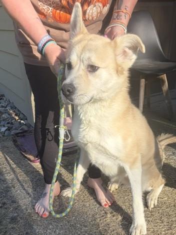 Nala, ADOPTABLE, Adult Female Husky & Pit Bull Terrier.