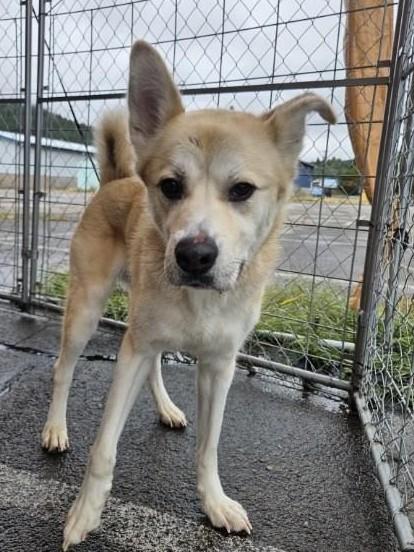 Enlarge Nala, a Adoptable mixed breed in Kellogg, ID image 2/4