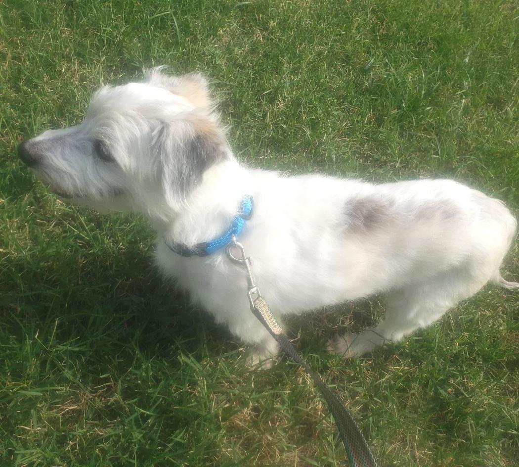 Enlarge Cash - Adopted 7/17/2026, an adopted mixed breed in Norman, OK image 5/5
