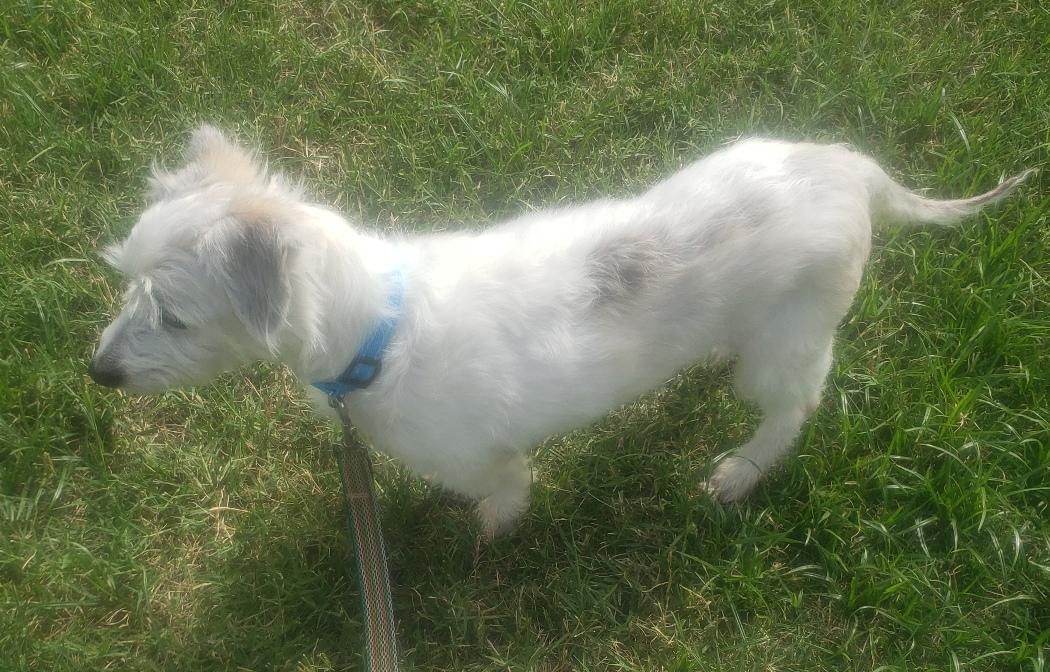 Enlarge Cash - Adopted 7/17/2026, an adopted mixed breed in Norman, OK image 4/5