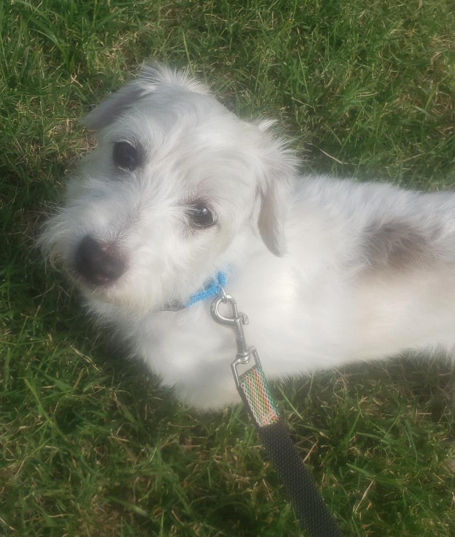Enlarge Cash - Adopted 7/17/2026, an adopted mixed breed in Norman, OK image 2/5
