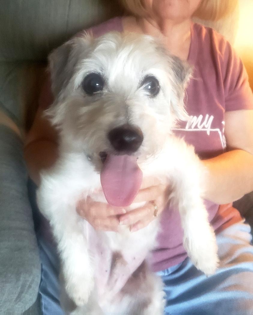 Cash - Adopted 7/17/2026, adopted, Adult Male Dachshund (Miniature Long Haired) & Terrier.