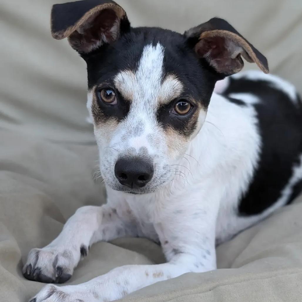 Sparky, Adoptable, Puppy Male Jack Russell Terrier & Terrier.