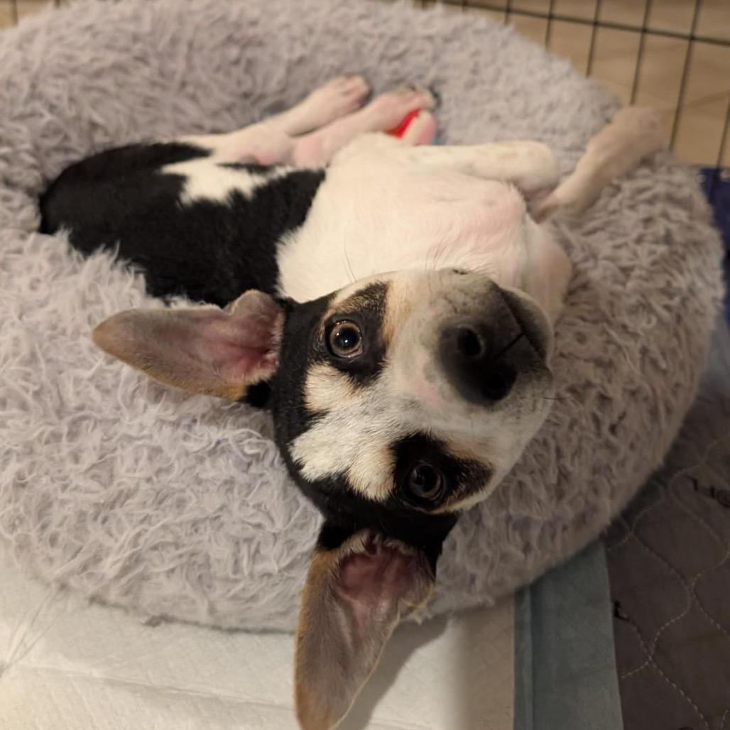 Sparky, a Adoptable mixed breed in Escondido, CA image 2/5