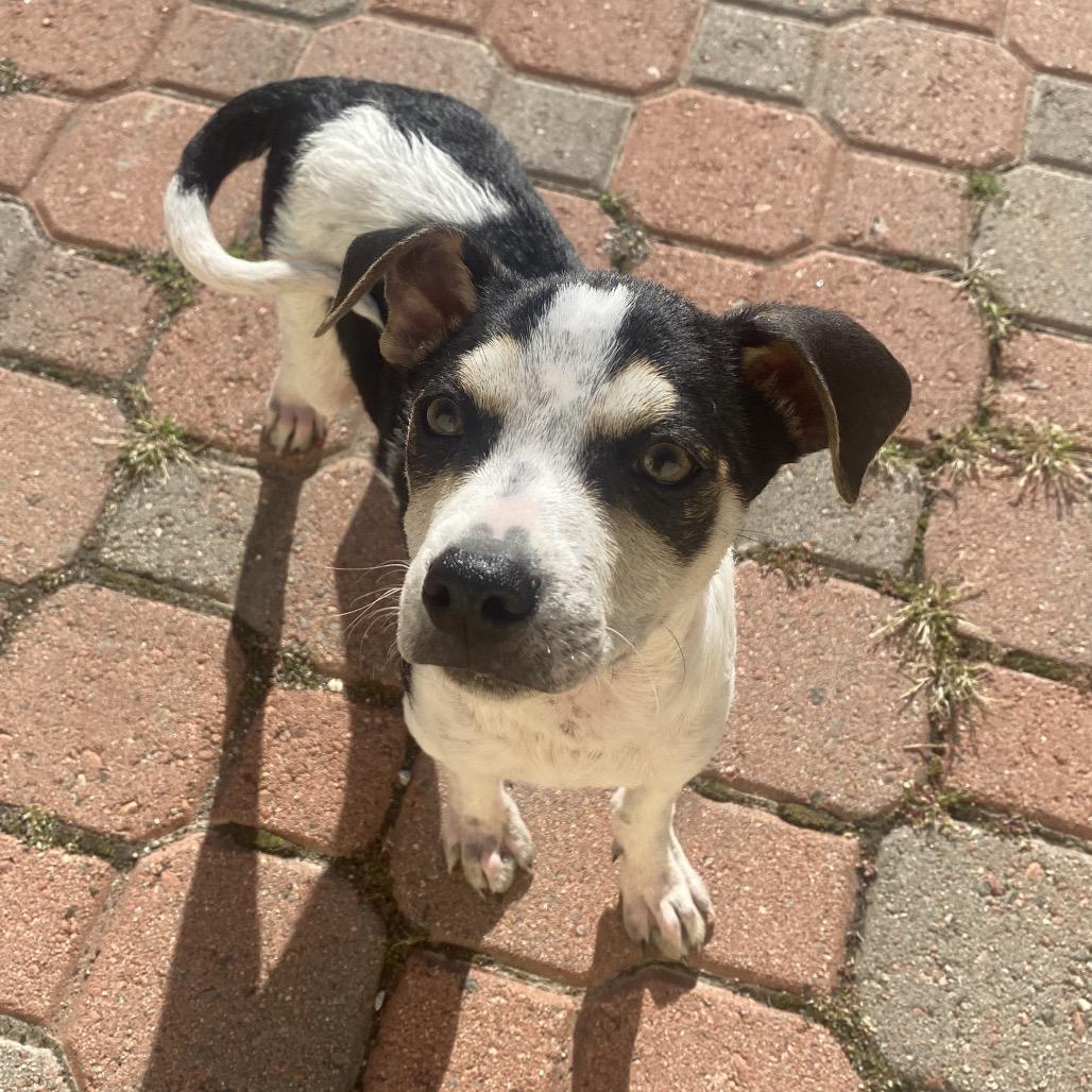 Sparky, a Adoptable mixed breed in Escondido, CA image 3/5