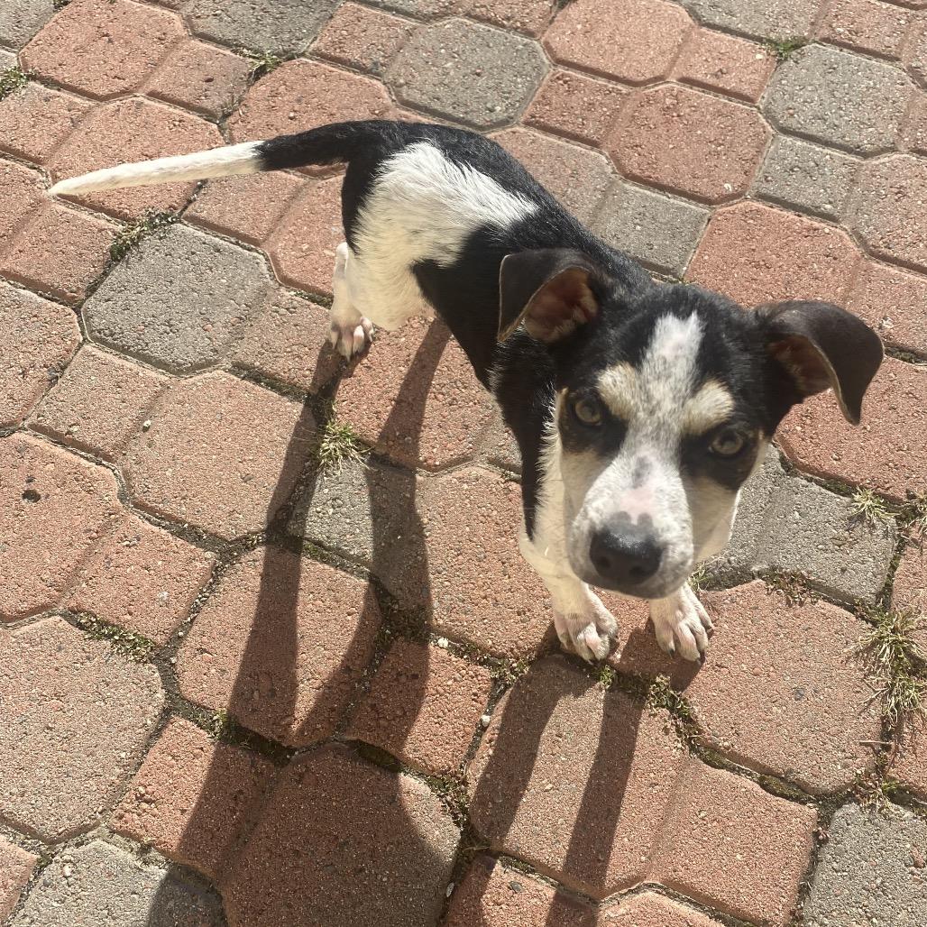 Sparky, a Adoptable mixed breed in Escondido, CA image 4/5