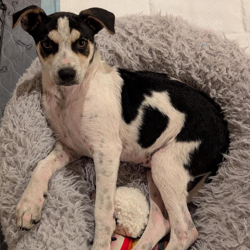 Sparky, a Adoptable mixed breed in Escondido, CA image 5/5