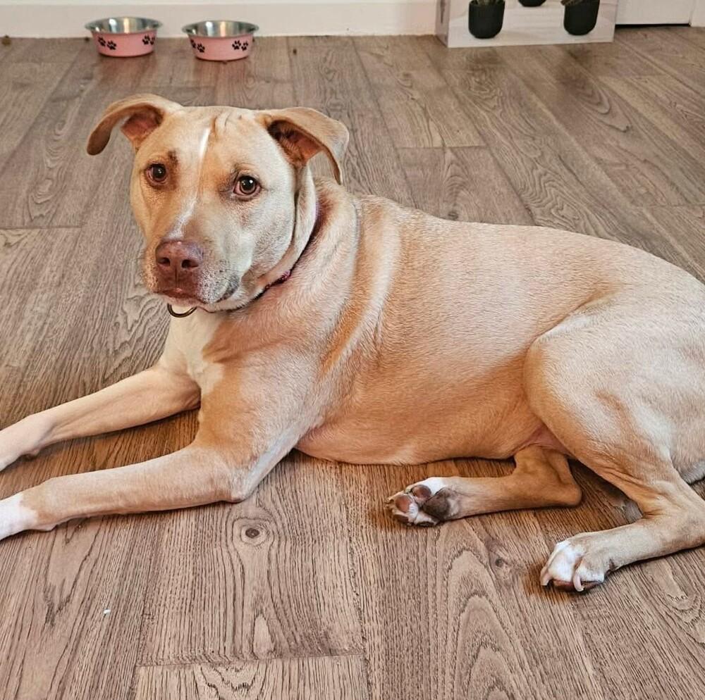 Saffron, Adoptable, Adult Female American Staffordshire Terrier & Mixed Breed.