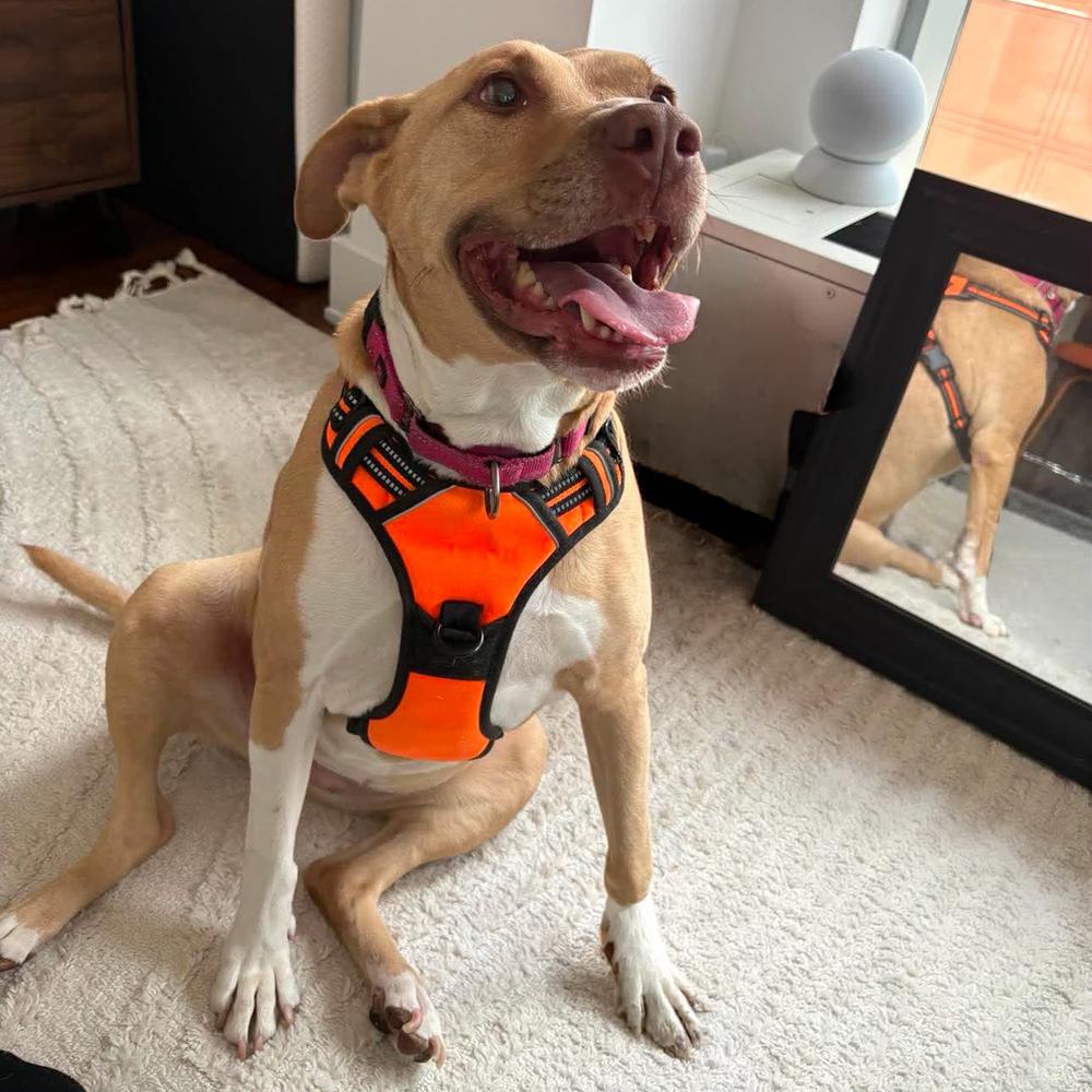 Enlarge Saffron, a Adoptable mixed breed in Long Island City, NY image 2/6