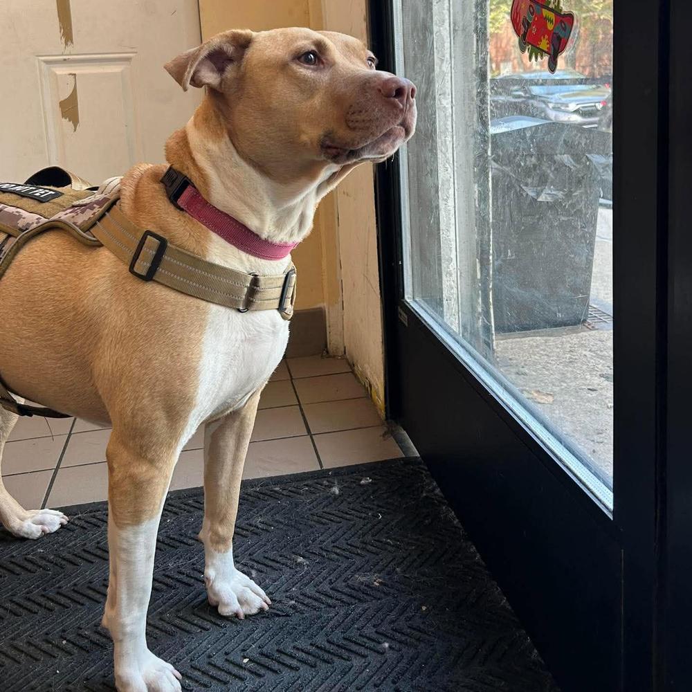 Enlarge Saffron, a Adoptable mixed breed in Long Island City, NY image 3/6