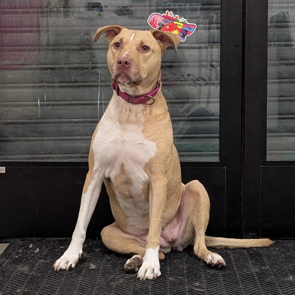 Enlarge Saffron, a Adoptable mixed breed in Long Island City, NY image 4/6