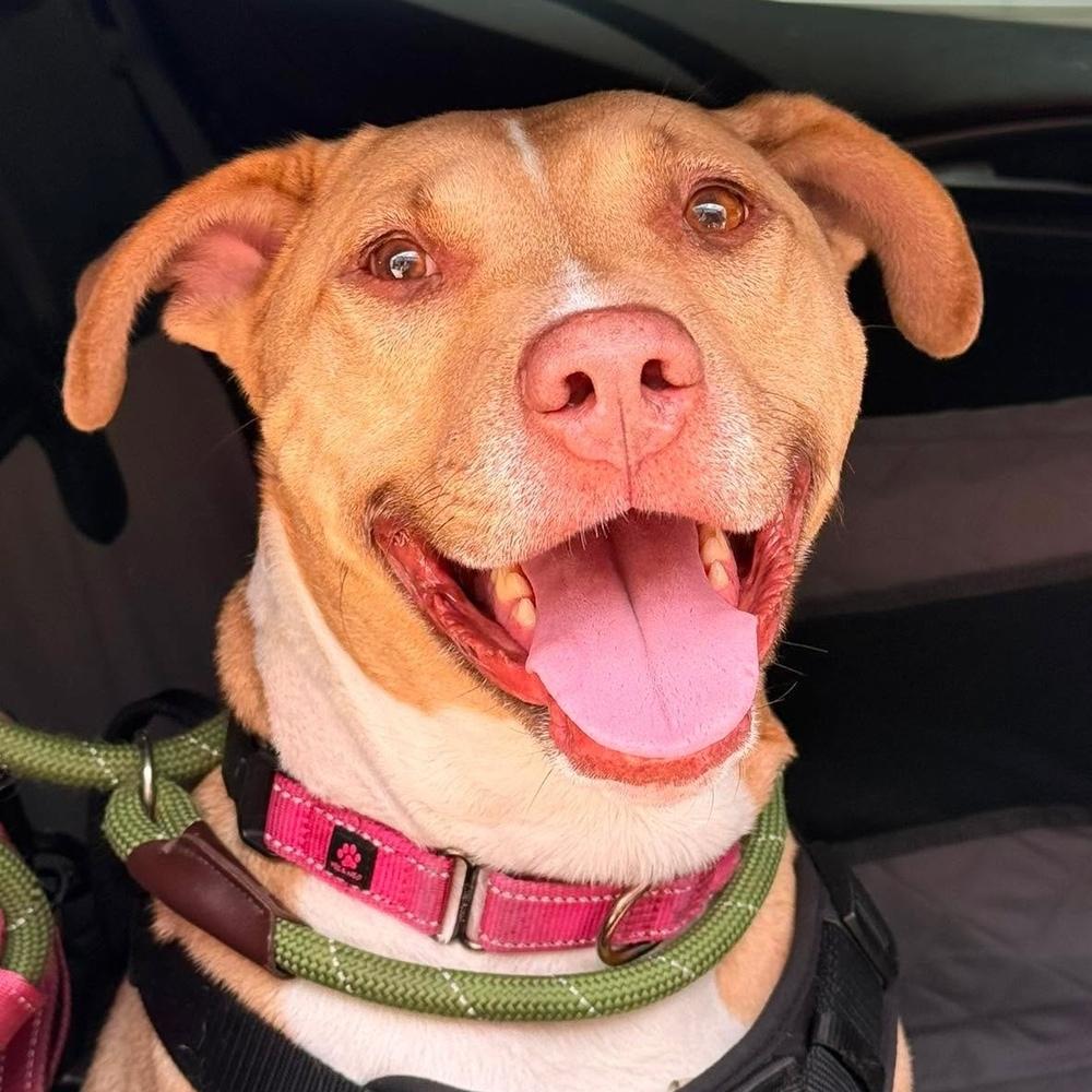 Enlarge Saffron, a Adoptable mixed breed in Long Island City, NY image 5/6
