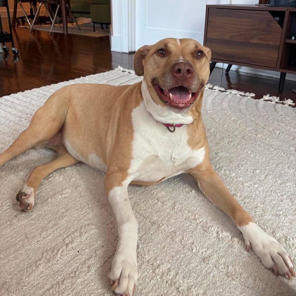 Enlarge Saffron, a Adoptable mixed breed in Long Island City, NY image 6/6