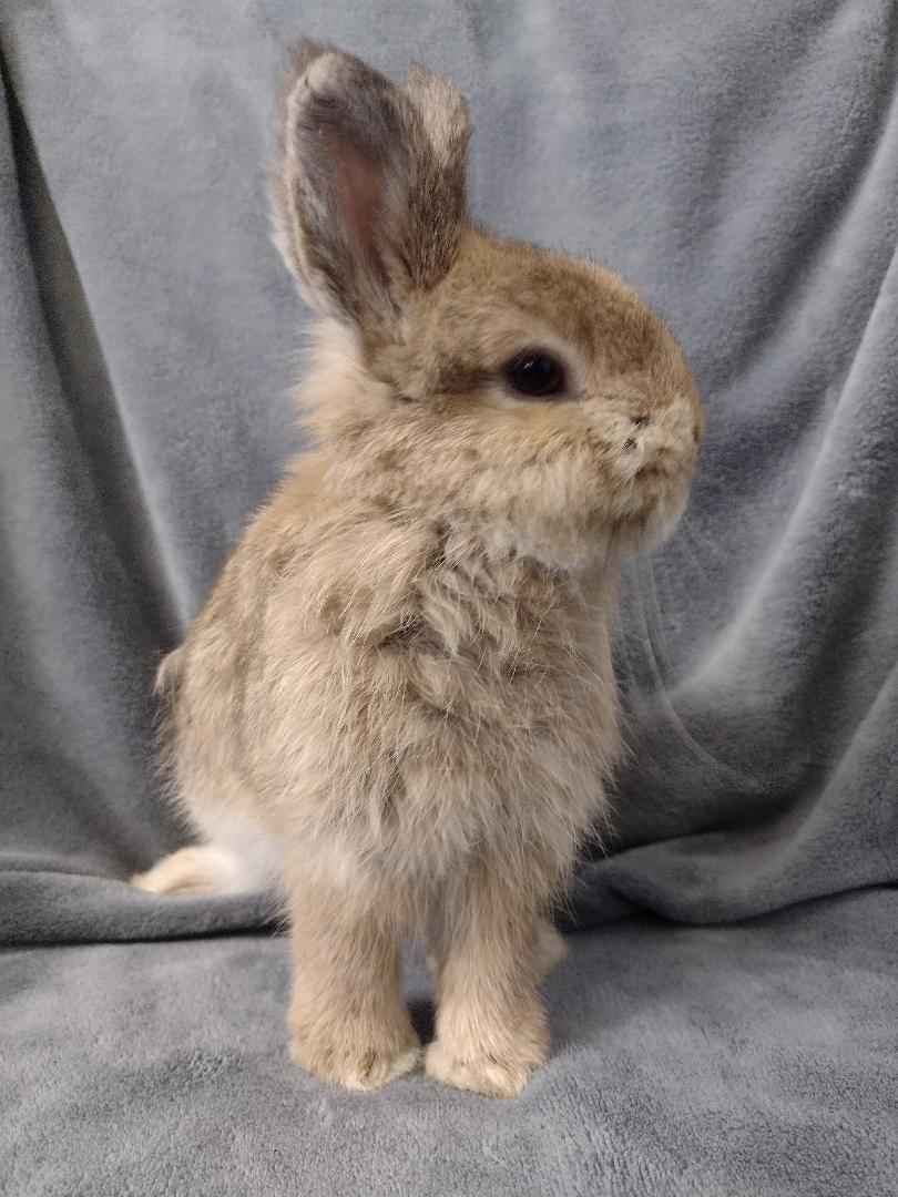 Callum, Adopted, Young Male Netherland Dwarf & Jersey Wooly.