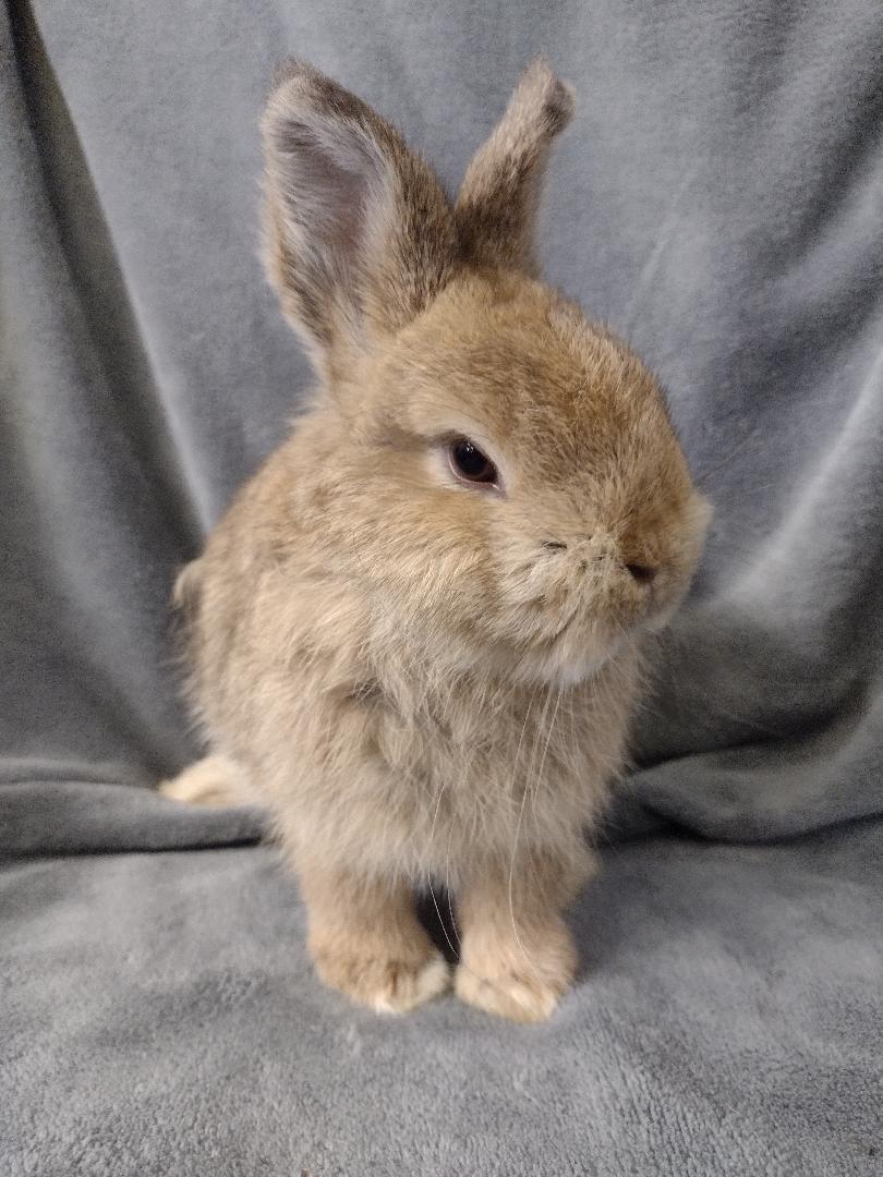 Enlarge Callum, a Adopted mixed breed in Plymouth, MI image 2/3