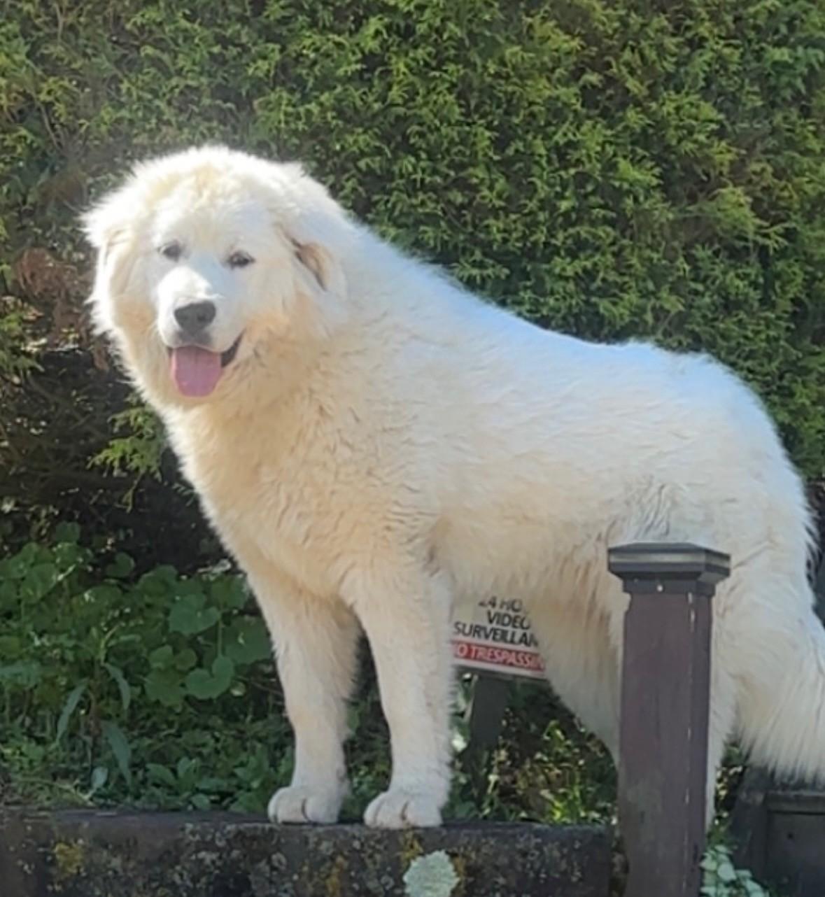 Enlarge SOPHIE, a Adopted Great Pyrenees in Pittsburgh, PA image 1/3