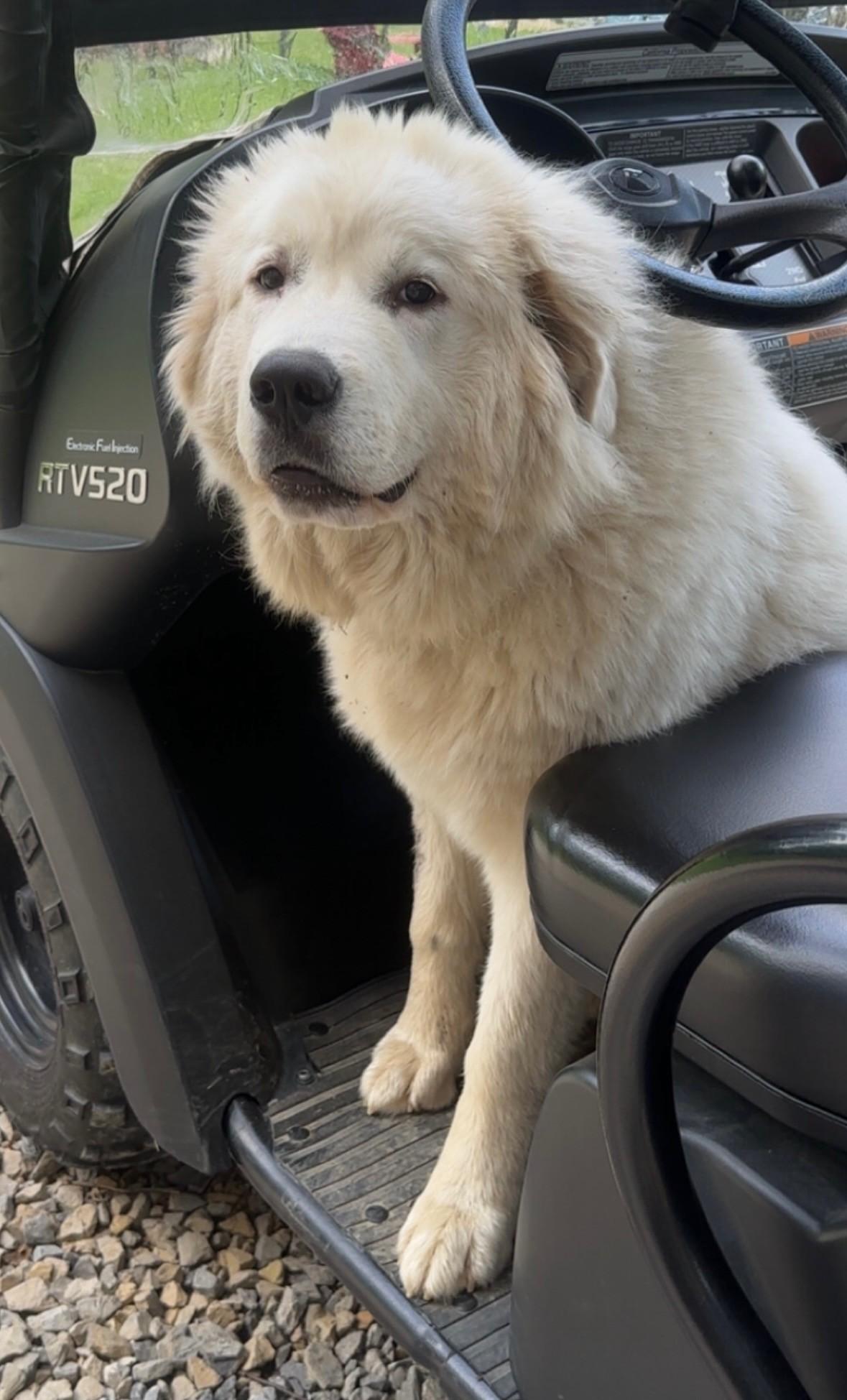 Enlarge SOPHIE, a Adopted Great Pyrenees in Pittsburgh, PA image 2/3