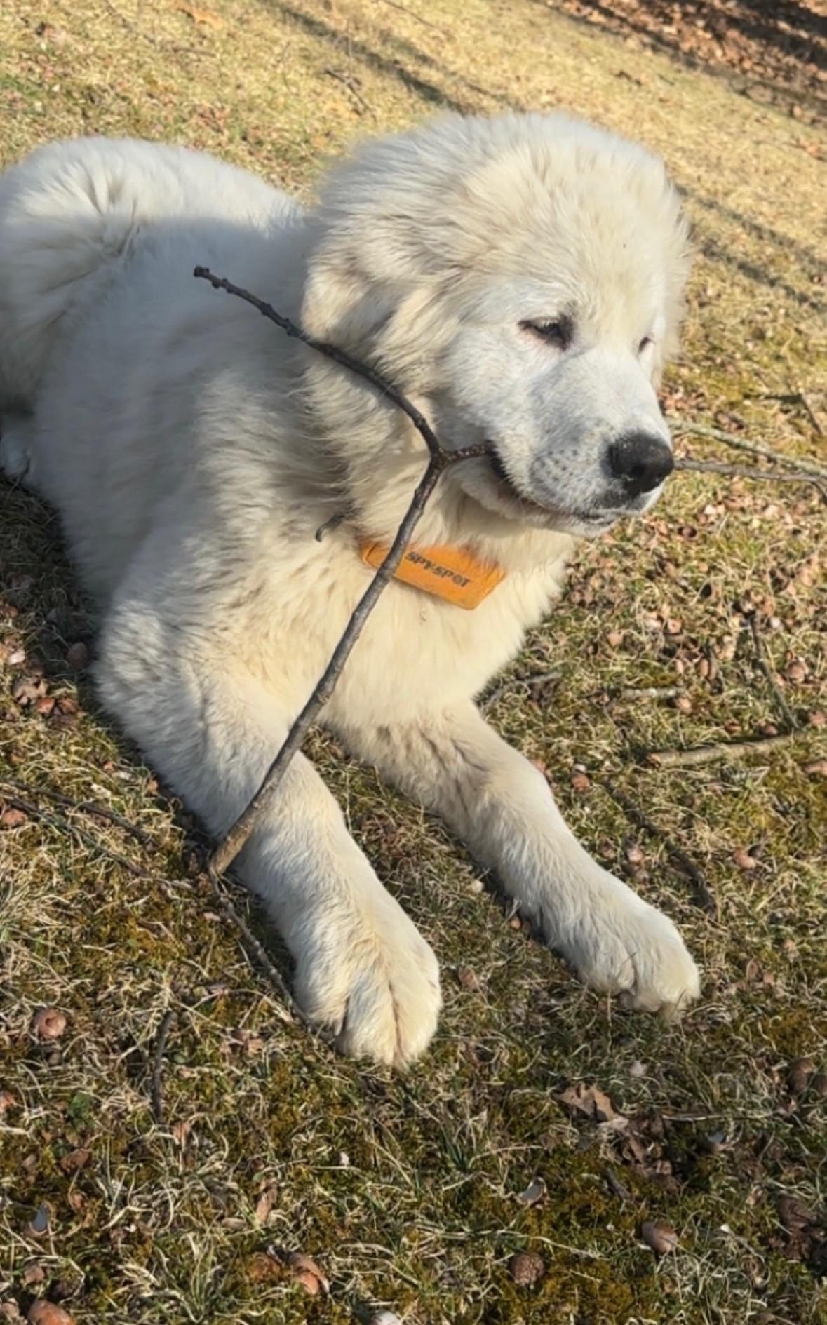 Enlarge SOPHIE, a Adopted Great Pyrenees in Pittsburgh, PA image 3/3
