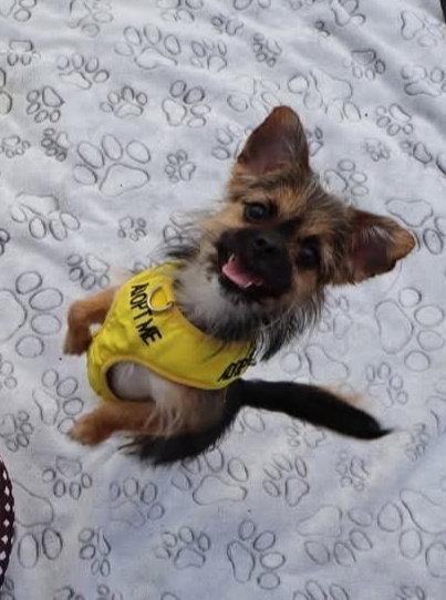 Enlarge Zuri - CCHS, a Adopted Yorkshire Terrier in Locust Grove, GA image 1/1