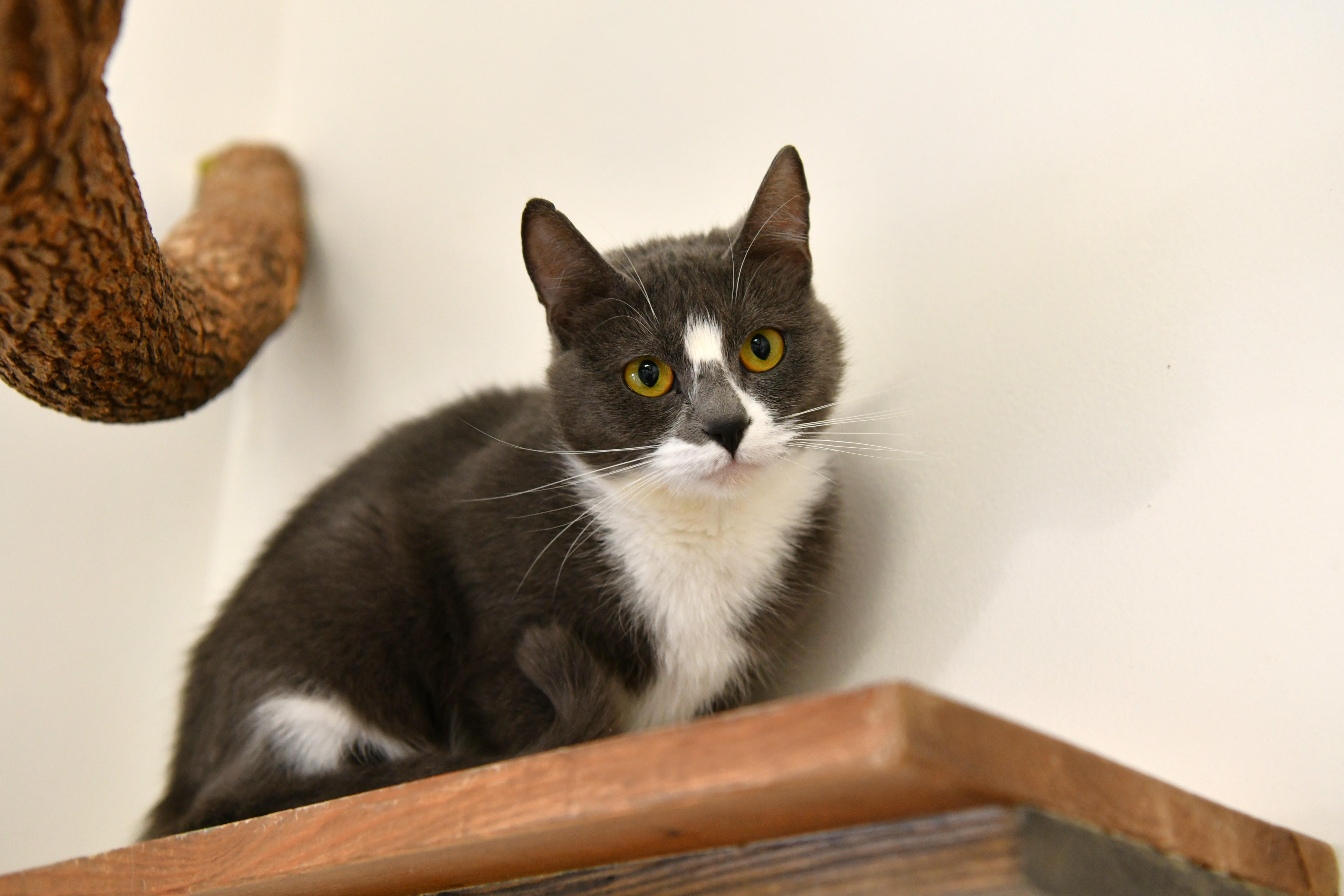 Enlarge Sammie, a ADOPTABLE Domestic Short Hair in Fairhope, AL image 1/2