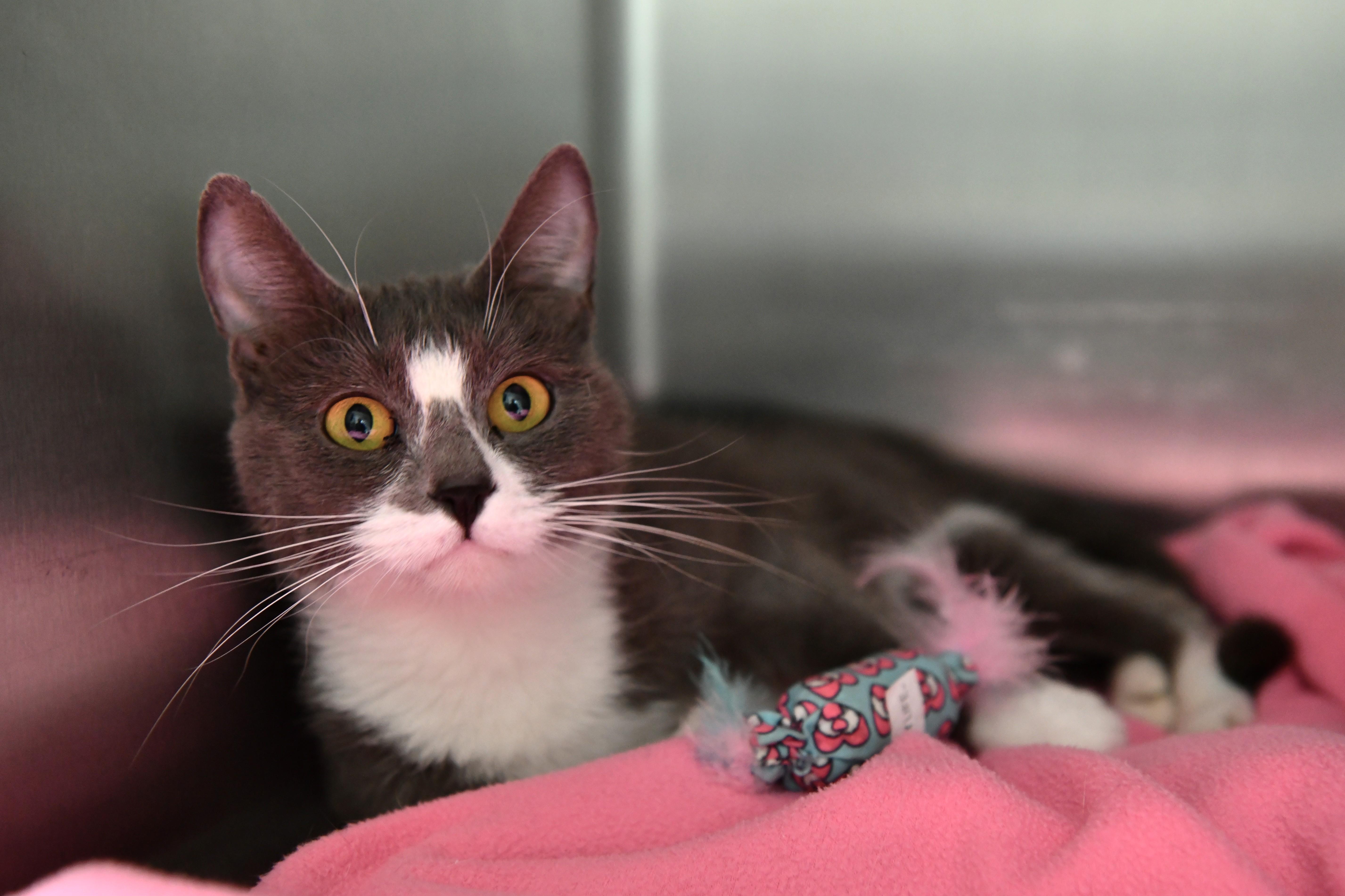 Enlarge Sammie, a ADOPTABLE Domestic Short Hair in Fairhope, AL image 2/2