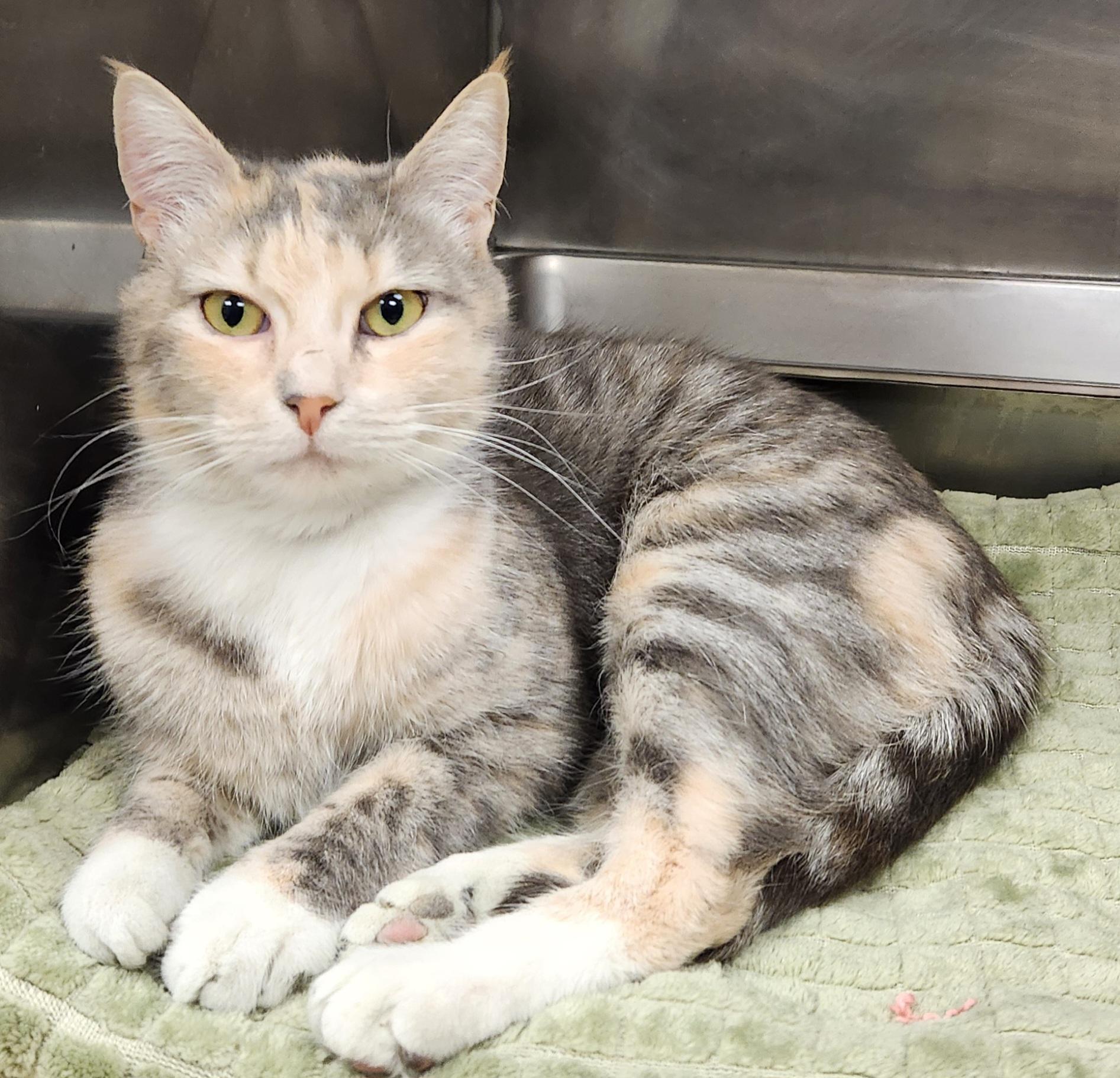 Enlarge Sorbet, an adopted Domestic Short Hair in Clayton, NJ image 1/1