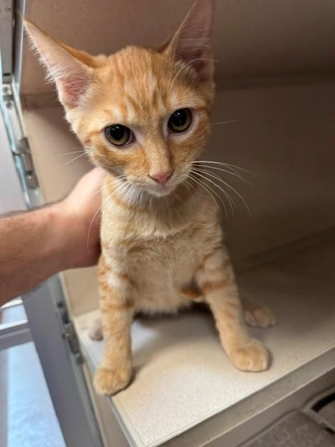 BARSTO, Adoptable, Kitten Male Domestic Short Hair & Domestic Short Hair.