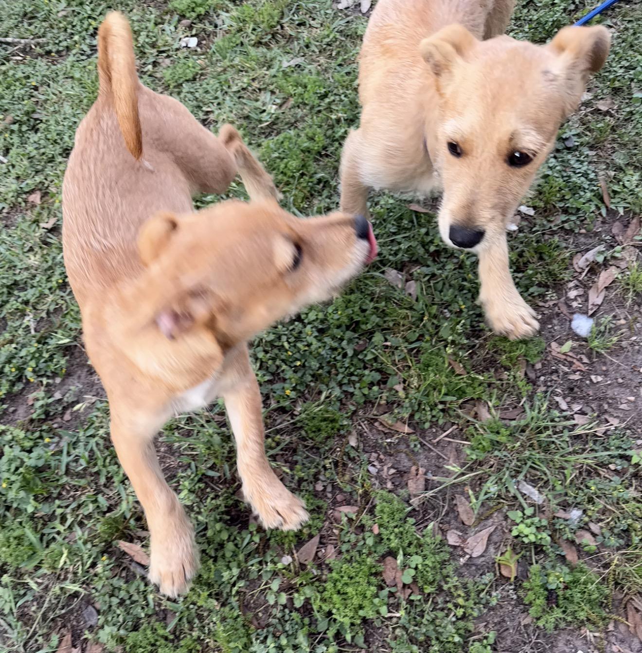 Enlarge Orange - Local April 24-26, a ADOPTABLE mixed breed in Westerly, RI image 2/4