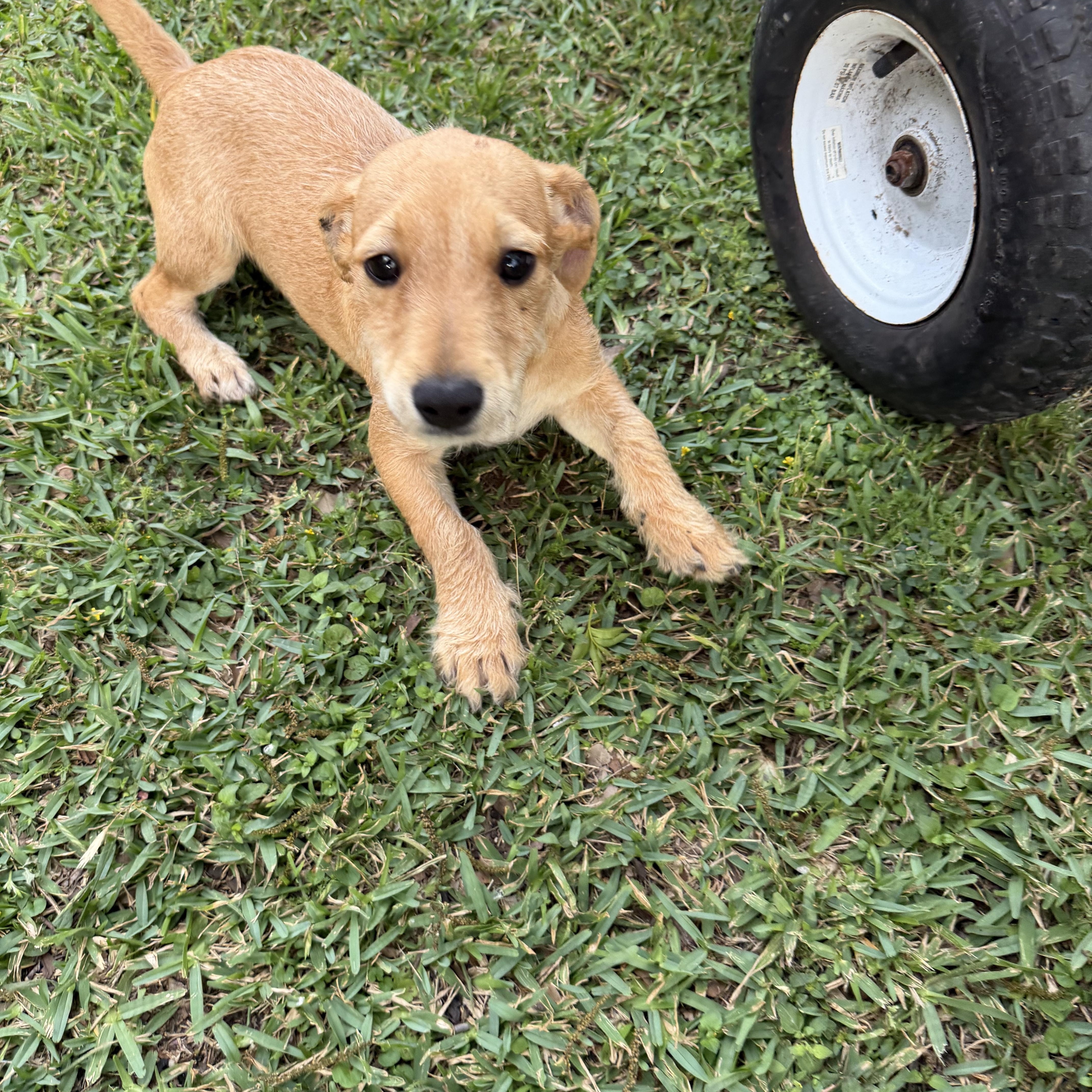 Enlarge Orange - Local April 24-26, a ADOPTABLE mixed breed in Westerly, RI image 4/4
