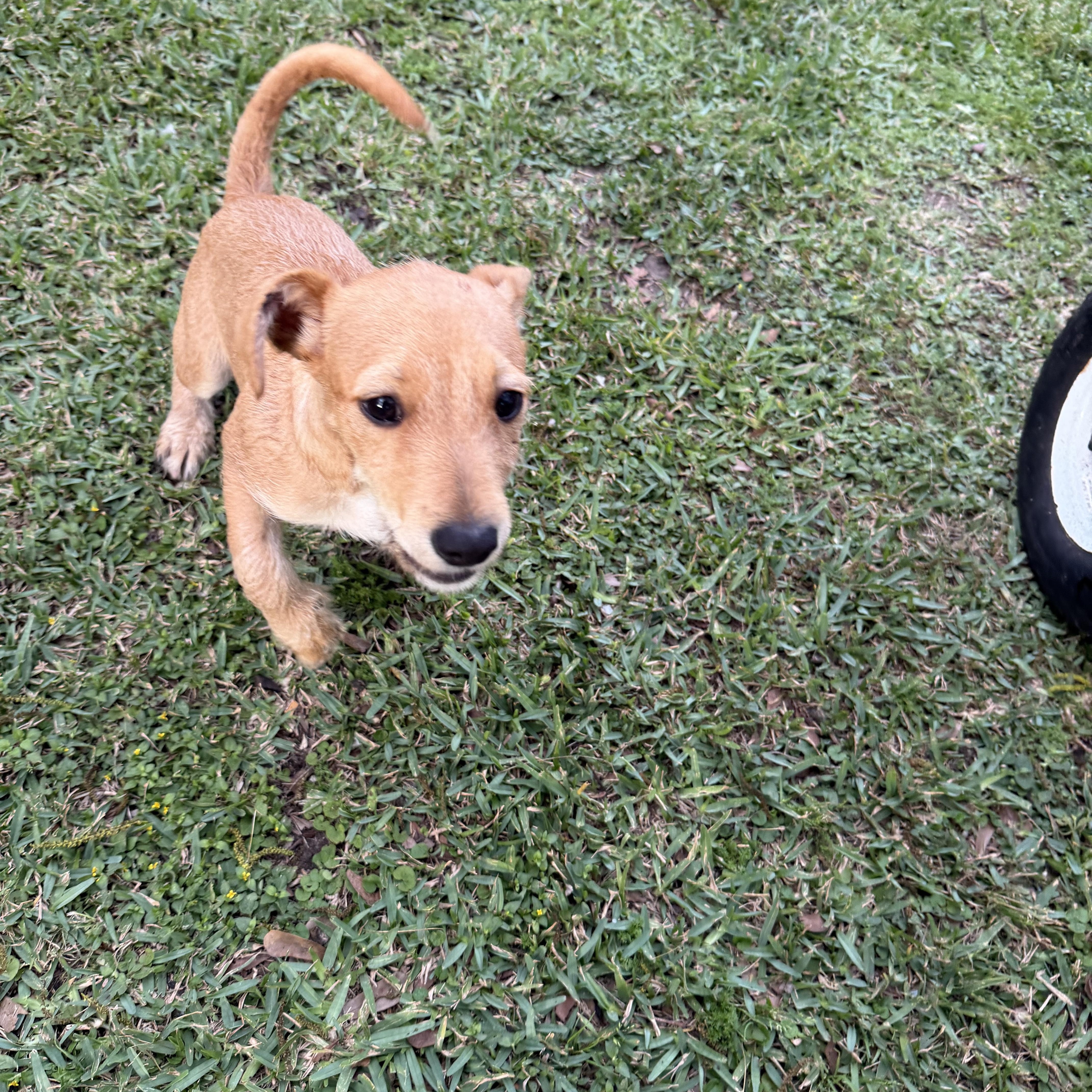 Enlarge Orange - Local April 24-26, a ADOPTABLE mixed breed in Westerly, RI image 3/4