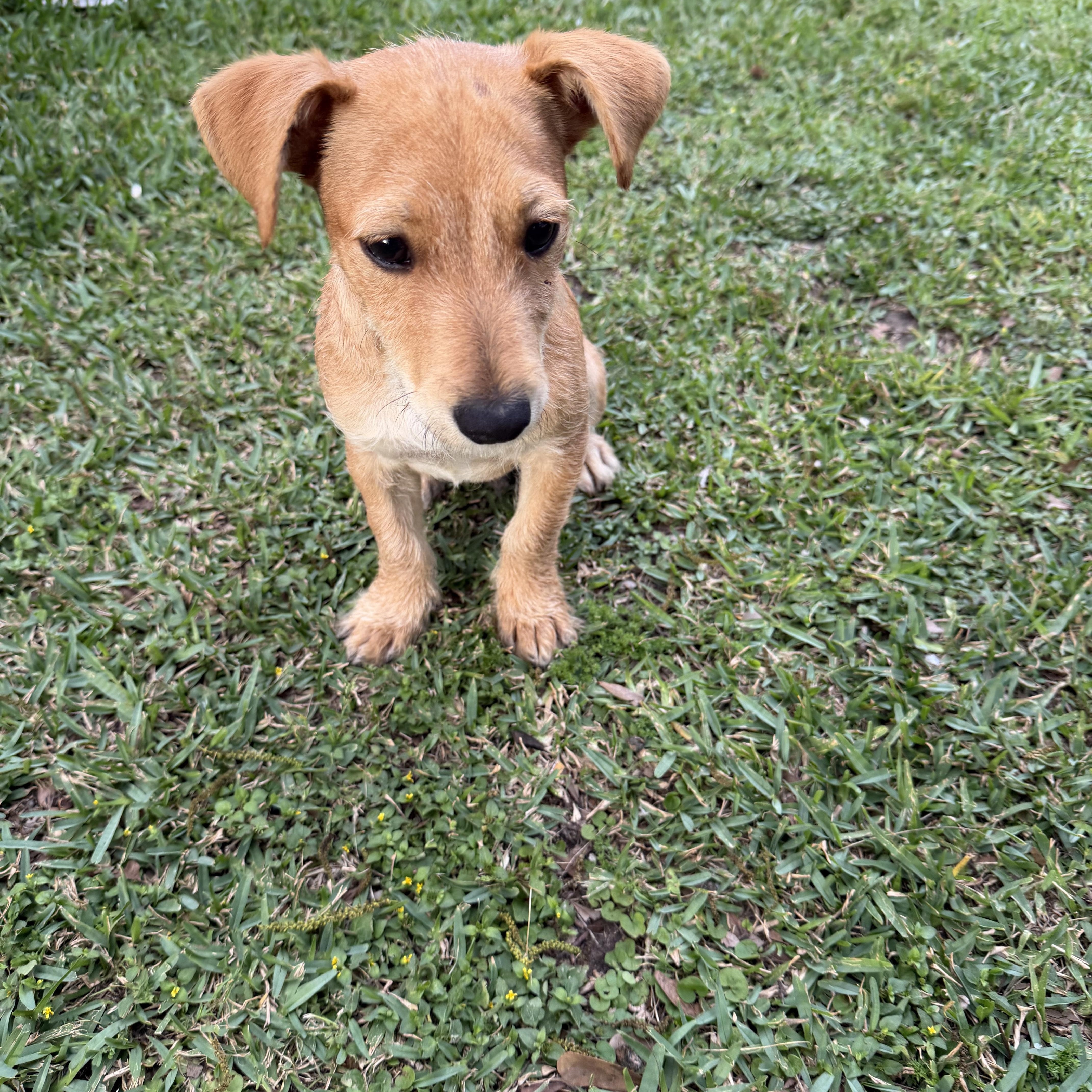 Orange - Local April 24-26, ADOPTABLE, Puppy Male Cairn Terrier.