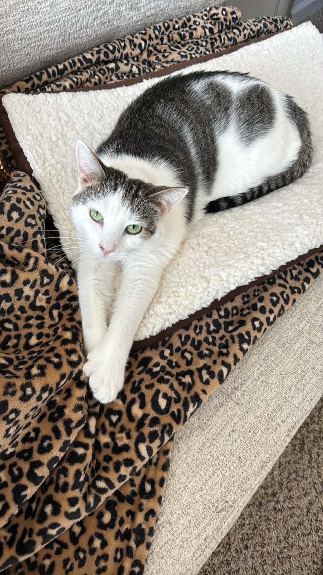 Enlarge Snowy, a ADOPTABLE Extra-Toes Cat / Hemingway Polydactyl in Charlotte, NC image 1/2