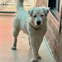 Apollo, an adoptable Great Pyrenees, Labrador Retriever in Green Valley, AZ, 85614 | Photo Image 2
