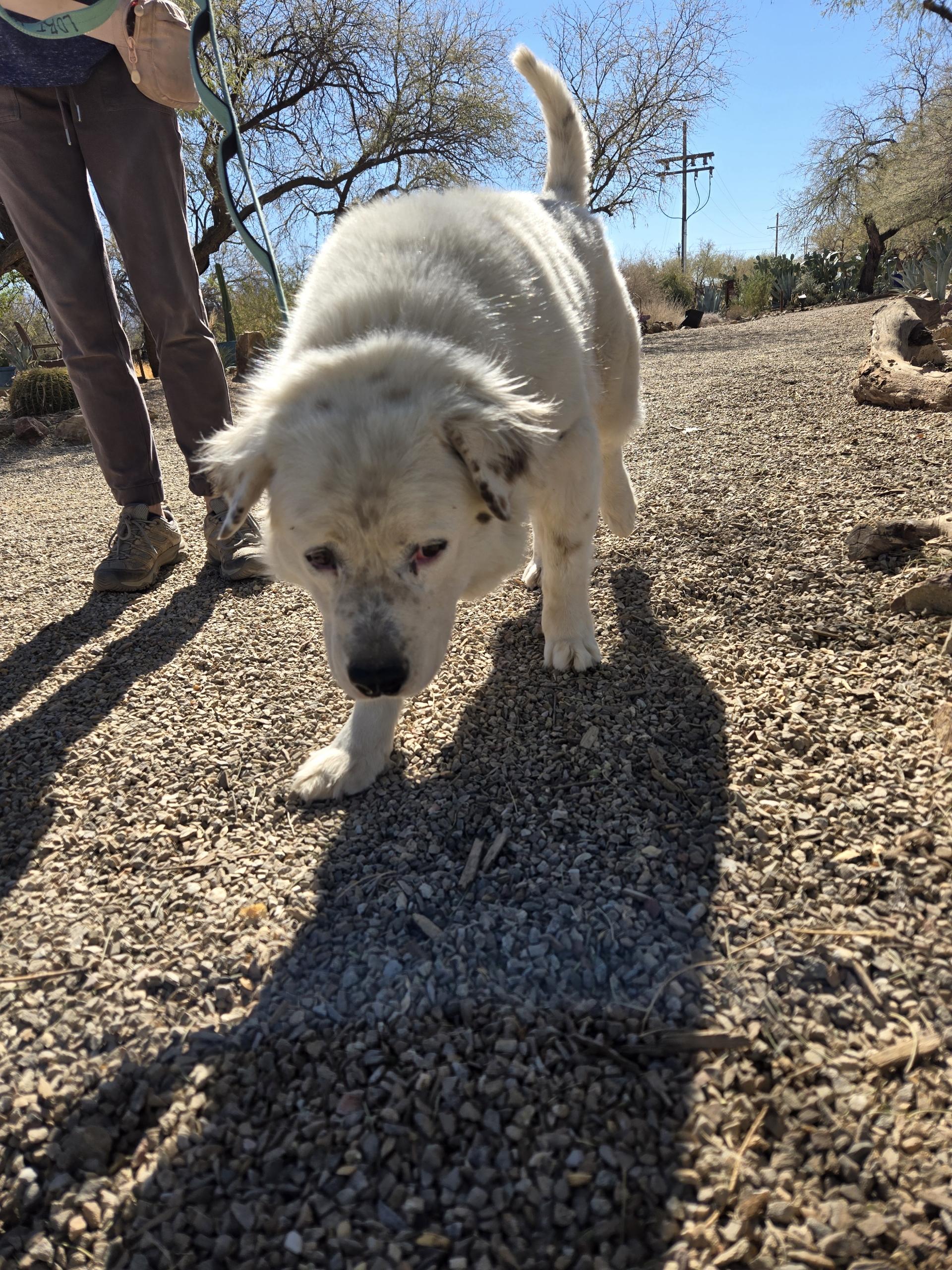 Apollo, an adoptable Great Pyrenees, Labrador Retriever in Green Valley, AZ, 85614 | Photo Image 5