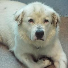 Apollo, an adoptable Great Pyrenees, Labrador Retriever in Green Valley, AZ, 85614 | Photo Image 6