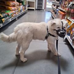 Apollo, an adoptable Great Pyrenees, Labrador Retriever in Green Valley, AZ, 85614 | Photo Image 4