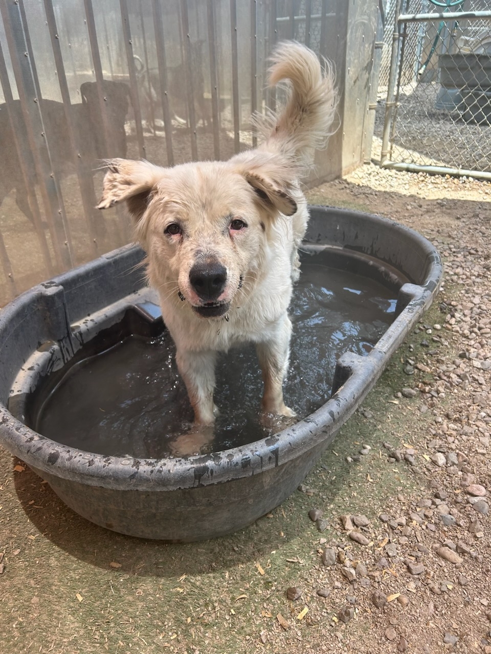 Apollo, an adoptable Great Pyrenees, Labrador Retriever in Green Valley, AZ, 85614 | Photo Image 1