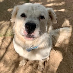 Apollo, an adoptable Great Pyrenees, Labrador Retriever in Green Valley, AZ, 85614 | Photo Image 3